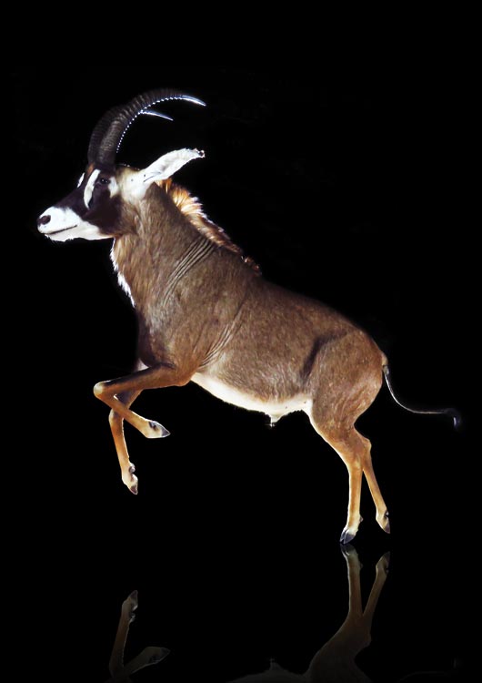 Roan Antelope view 2
