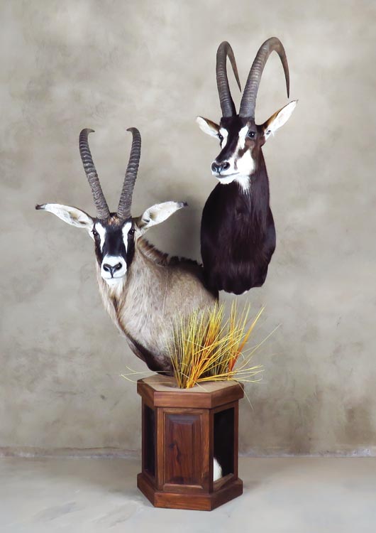 Roan Antelope