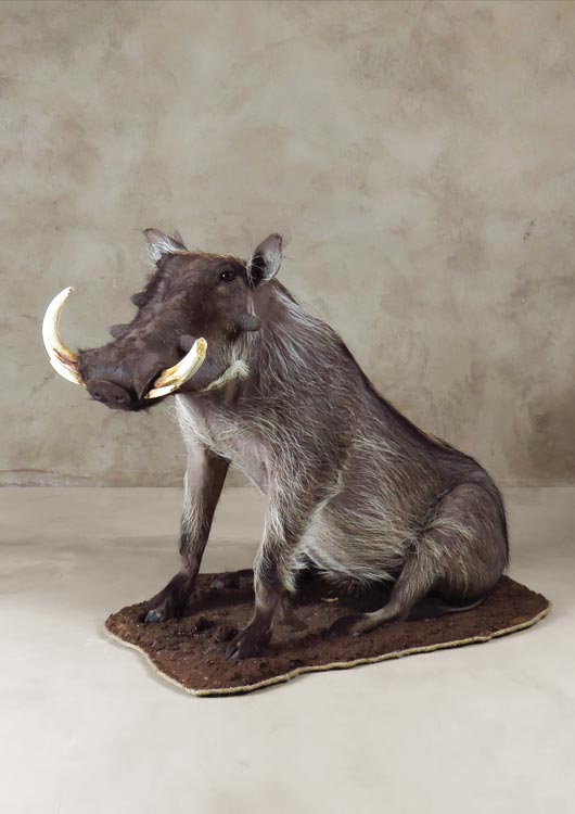 Warthog — Full Mount by Nature's Mirror Taxidermy
