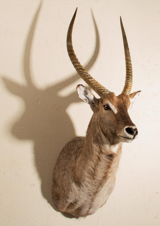 Waterbuck