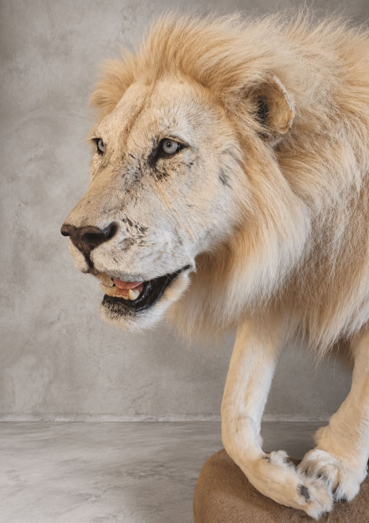 White Lion