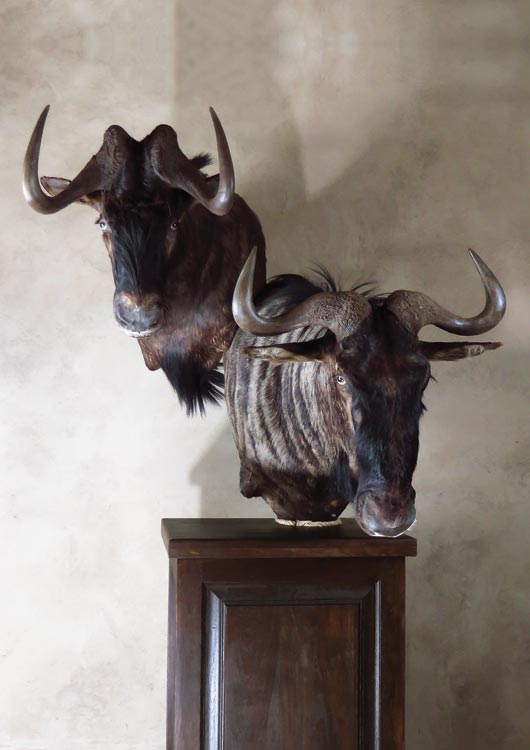 Black Wildebeest