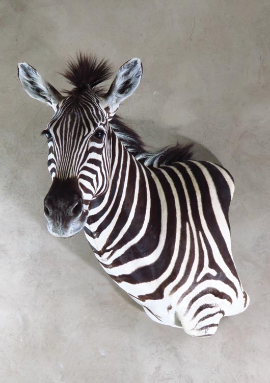 Burchell’s Zebra
